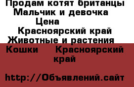 Продам котят британцы. Мальчик и девочка  › Цена ­ 1 500 - Красноярский край Животные и растения » Кошки   . Красноярский край